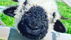 A sheep with a black woolly nose popping its head through a fence