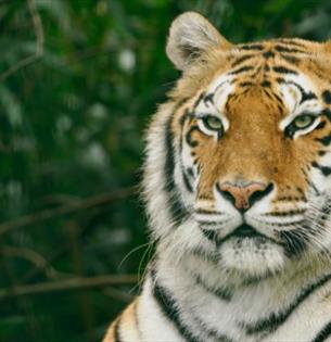 Tiger at Wildheart Animal Sanctuary, Attraction, Sandown, Isle of Wight