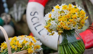 Scented narcissi by post fresh from the Isles of Scilly