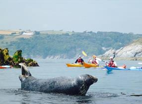 Sea Kayak Devon