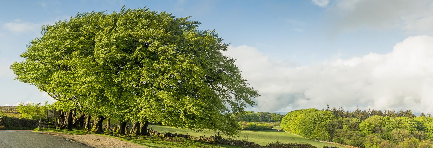 Dartmoor