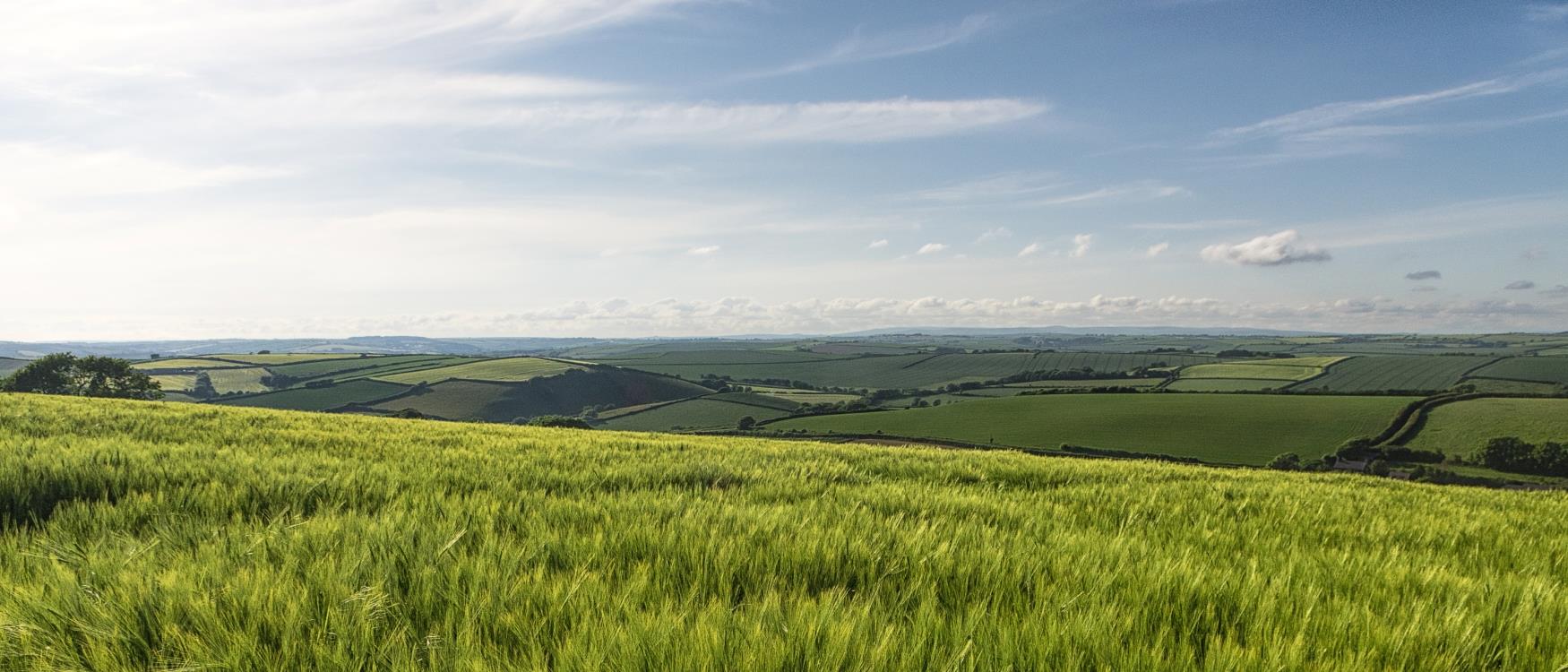 Barley field