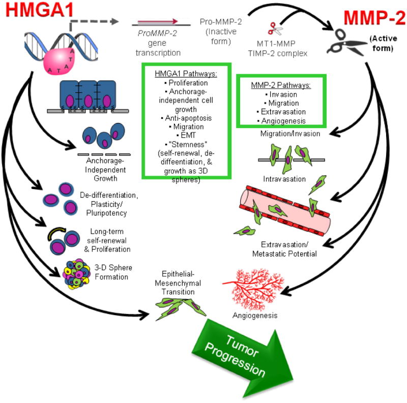 The High Mobility Group A1 (HMGA1) gene is highly overexpressed in ...