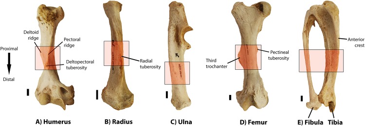 Digging The Compromise Investigating The Link Between Limb Bone Histology And Fossoriality In The Aardvark I Orycteropus Afer I Abstract Europe Pmc