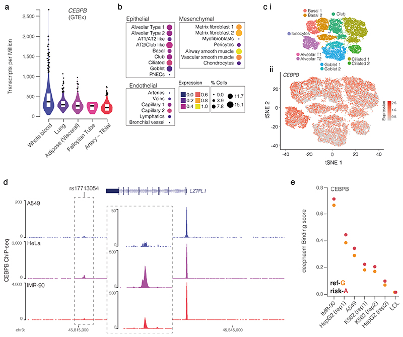 Identification of LZTFL1 as a candidate effector gene at a COVID-19 ...