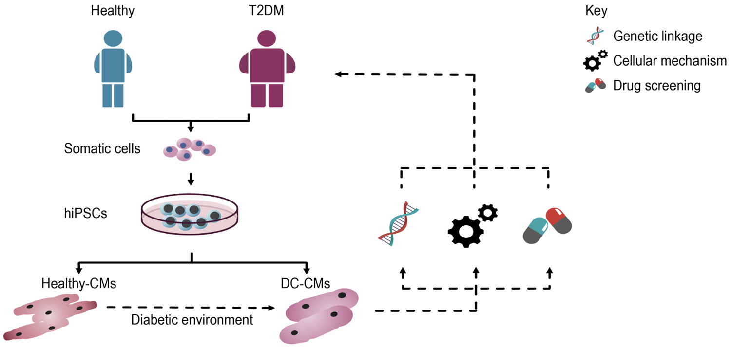 Mechanisms underlying diabetic cardiomyopathy: From pathophysiology to ...