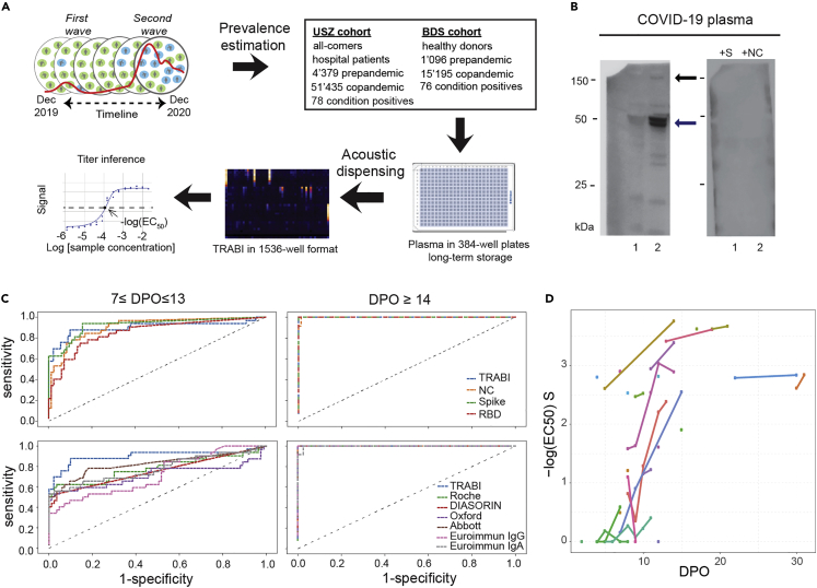 Continuous population-level monitoring of SARS-CoV-2 seroprevalence in ...