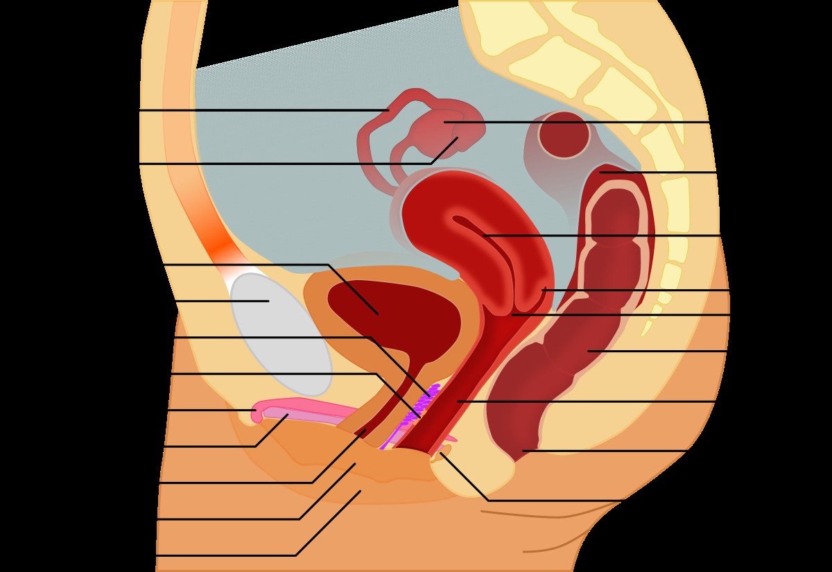 G Spot Diagram G Spot Wikipedia