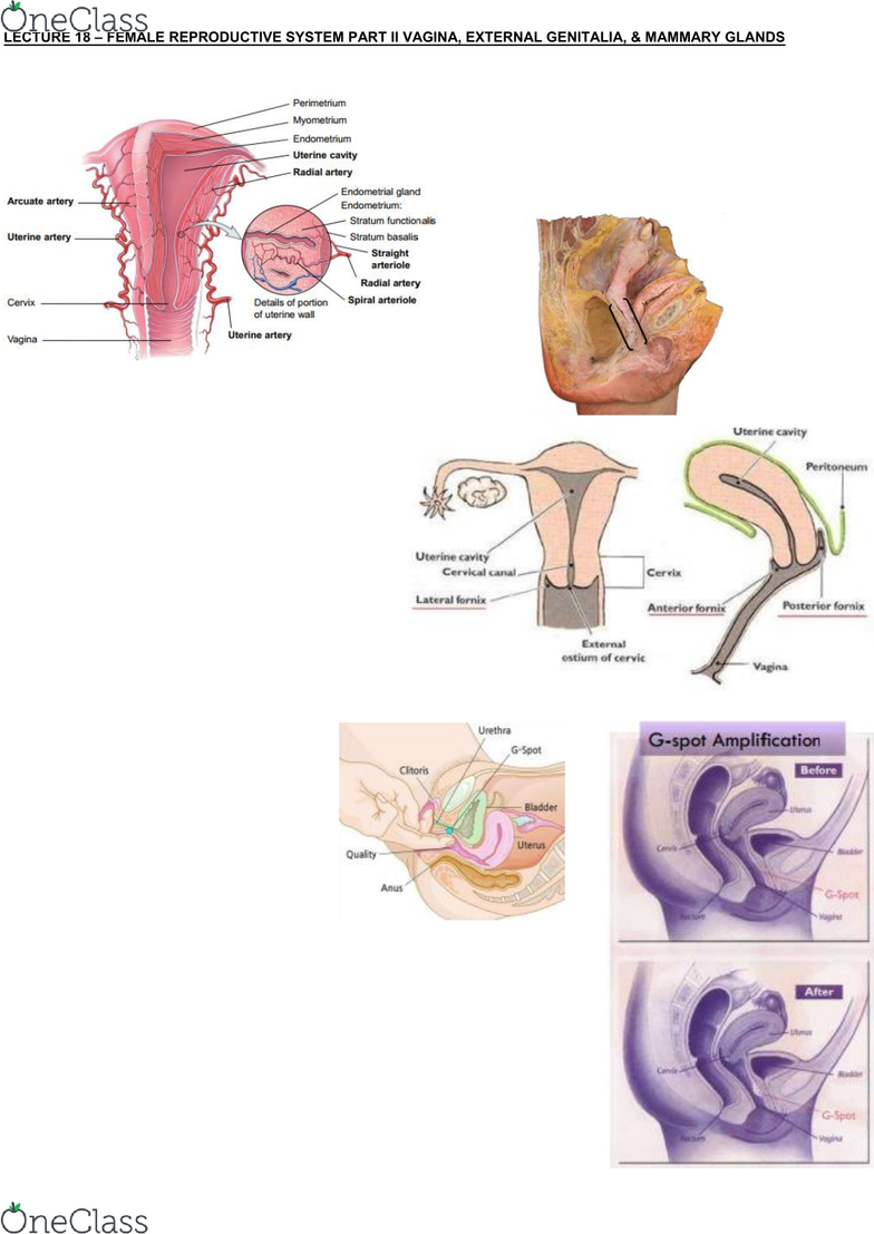 G Spot Diagram Health Sciences 3300ab Lecture Notes Fall 2018 Lecture 18