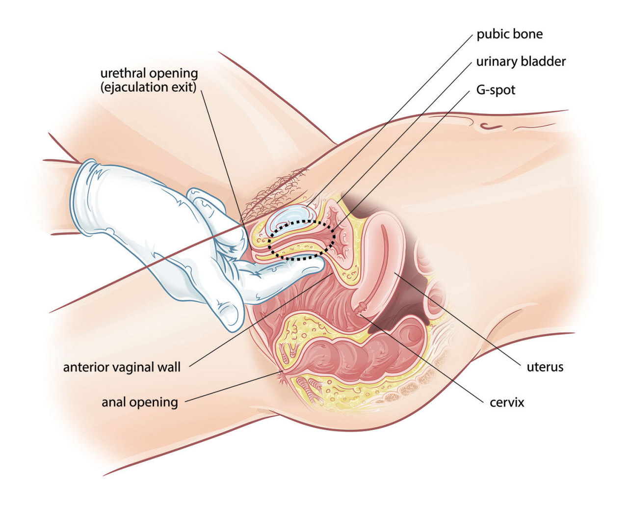 G Spot Diagram That Diabolical Feminist Is The G Spot Real And How Do You Find It