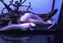 breeding axolotl