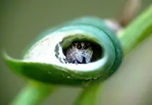 jumping spider home