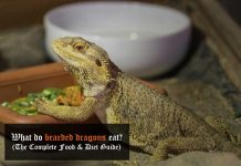 what do bearded dragons eat