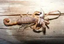 scorpion eating