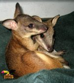 Red Kangaroo Joey