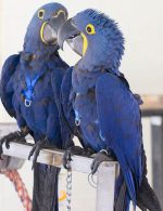 Hyacinth Macaw Parrot