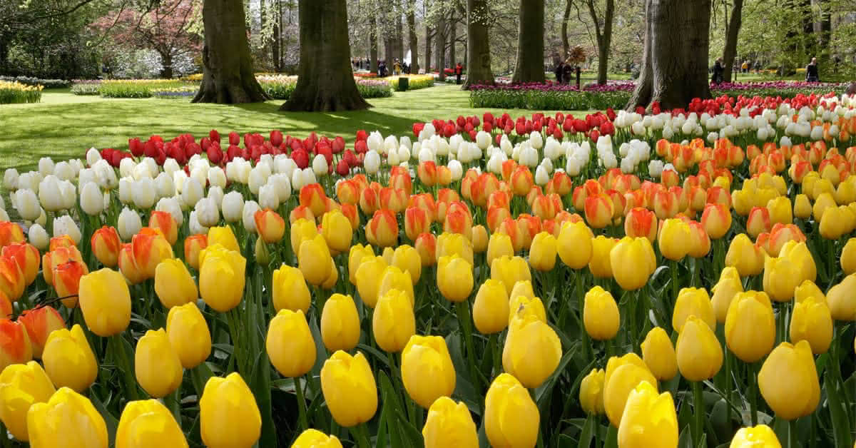 Keukenhof tulipanes Holanda - Países Bajos