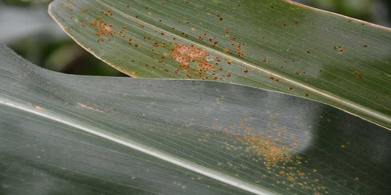 Southern Rust, Bacterial Leaf Streak, and Eyespot Are Developing in Corn