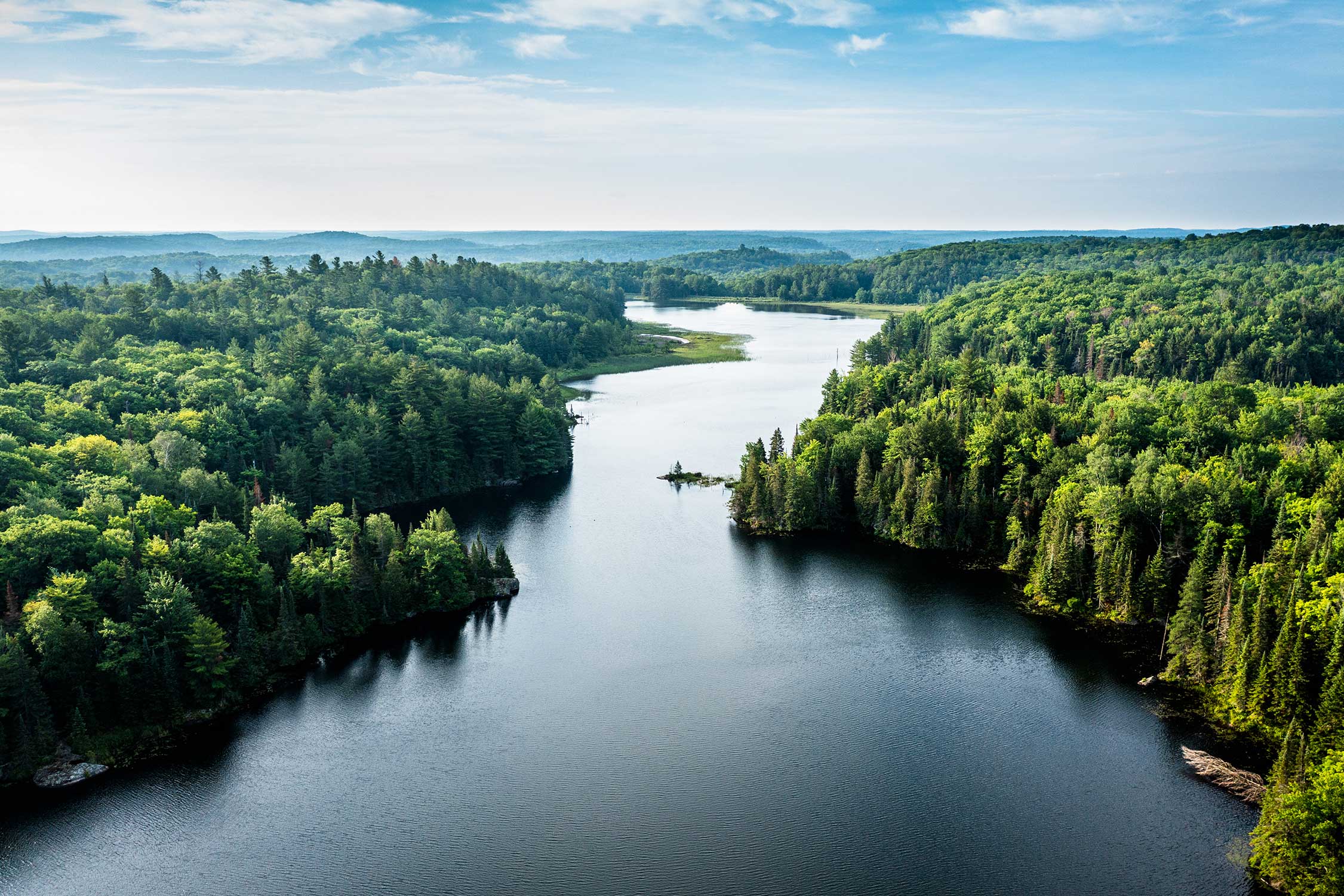 Forest of green deciduous and coniferous trees surrounding a river