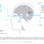 Figure 4-2. Blue light, through ipRGC pathways, affect sleep cycles by the secretion or suppression of melatonin. Ordinarily the progression of daylight from sunrise to sunset maintains the normal awake to sleep cycle through non-image brain pathways.