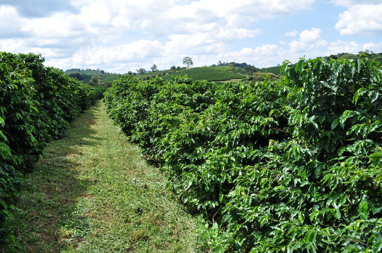 Santa Rita do Sapucaí, que respirou café antes da tecnologia, apresenta novidades cafeinadas