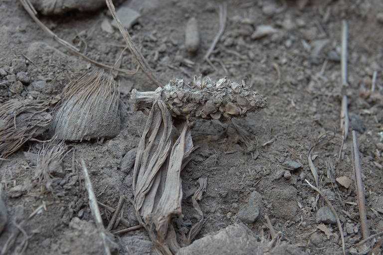 Resquícios de milho em Minas revelam que indígenas preservaram forma primitiva da planta