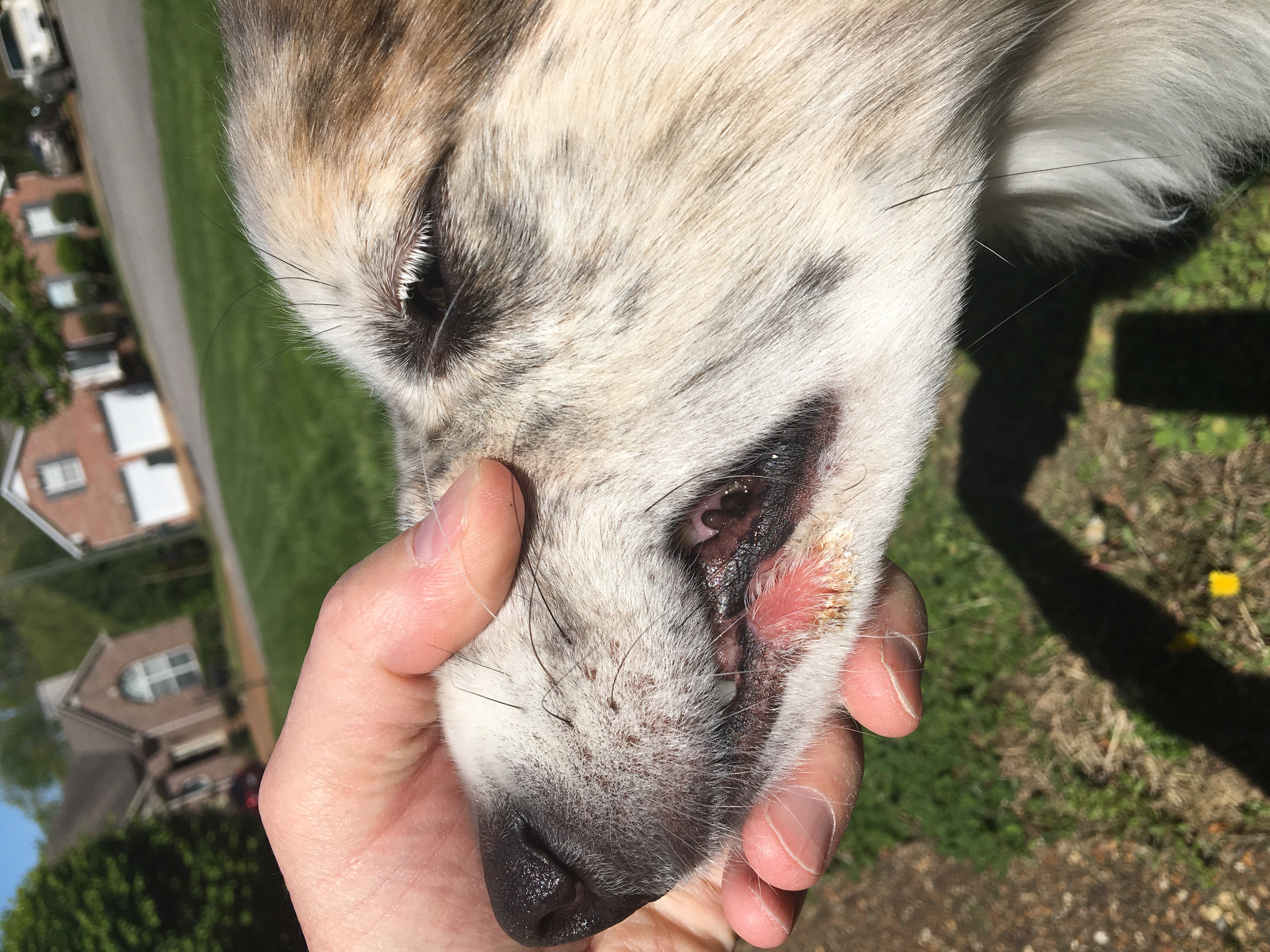 How To Treat Rash On Dog's Mouth at Ernesto Kirsch blog