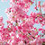 cherryblossom000 thumbnail