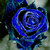 Blue On Rose thumbnail