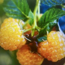 Yellow Raspberry FULL STEMS cover art