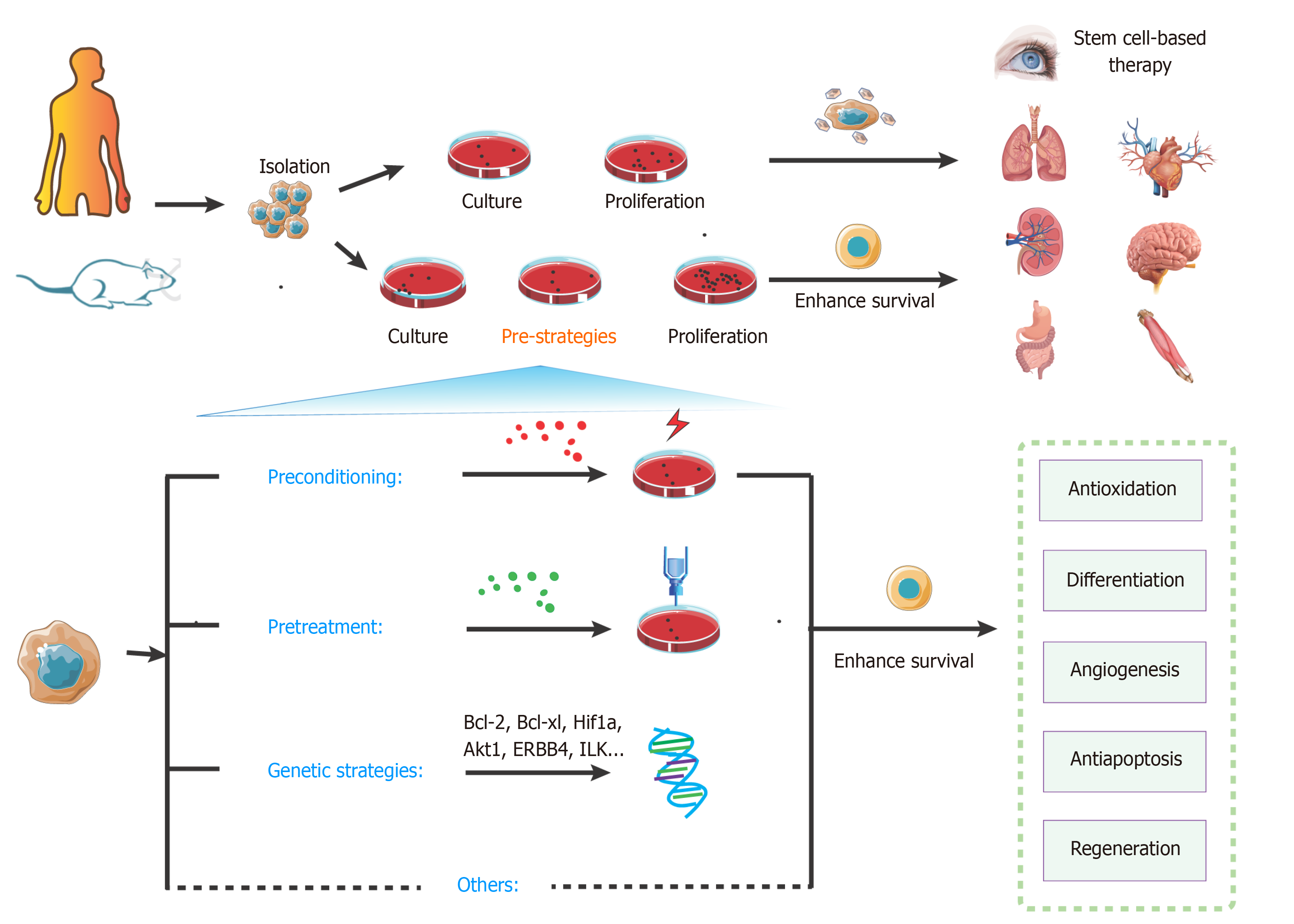 Programmed cell death in stem cell-based therapy: Mechanisms and ...