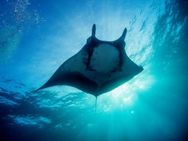 Giant-Ocean-Manta-Ray-Largest-Sea-Creature