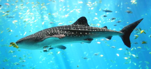 Whale Shark - Largest Sea Mammels