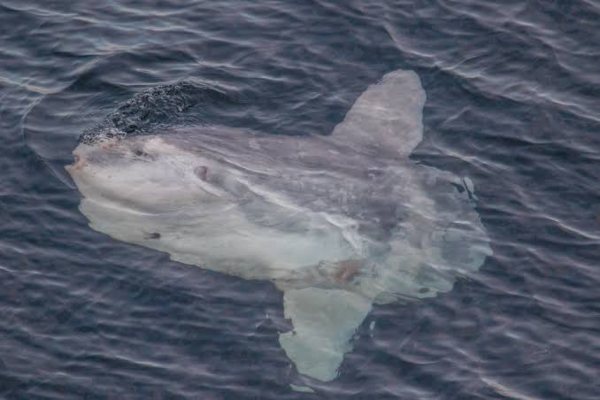 ocean-sunfish-Largest-Sea-Creature