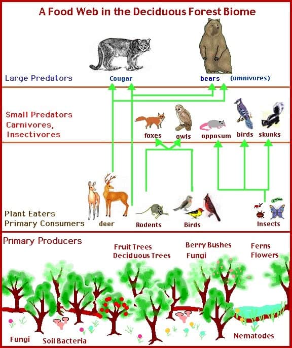 Deciduous Forest Facts - 10 Facts about Deciduous Forest