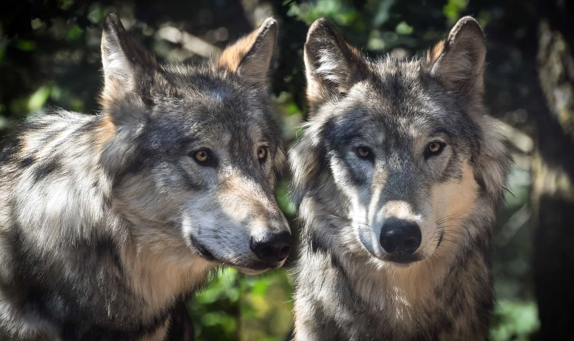 Gray Wolves Habitat Facts