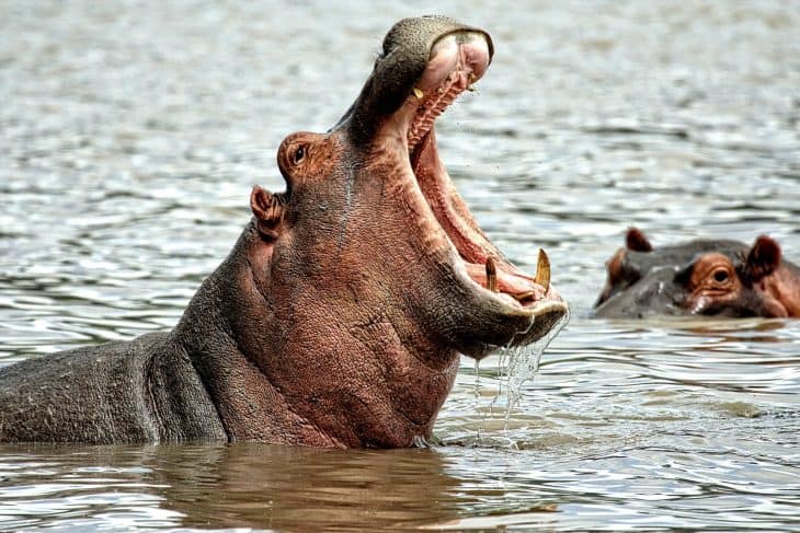 hippopotamus facts