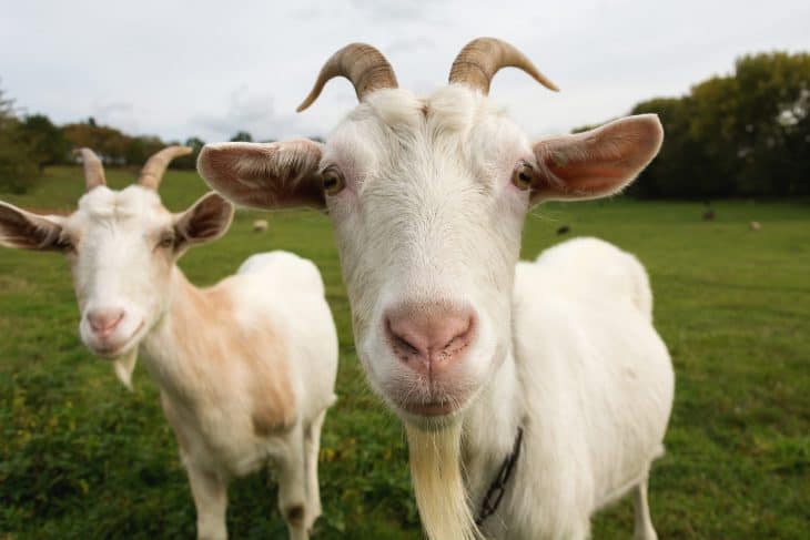 horned white goats, domesticated animals