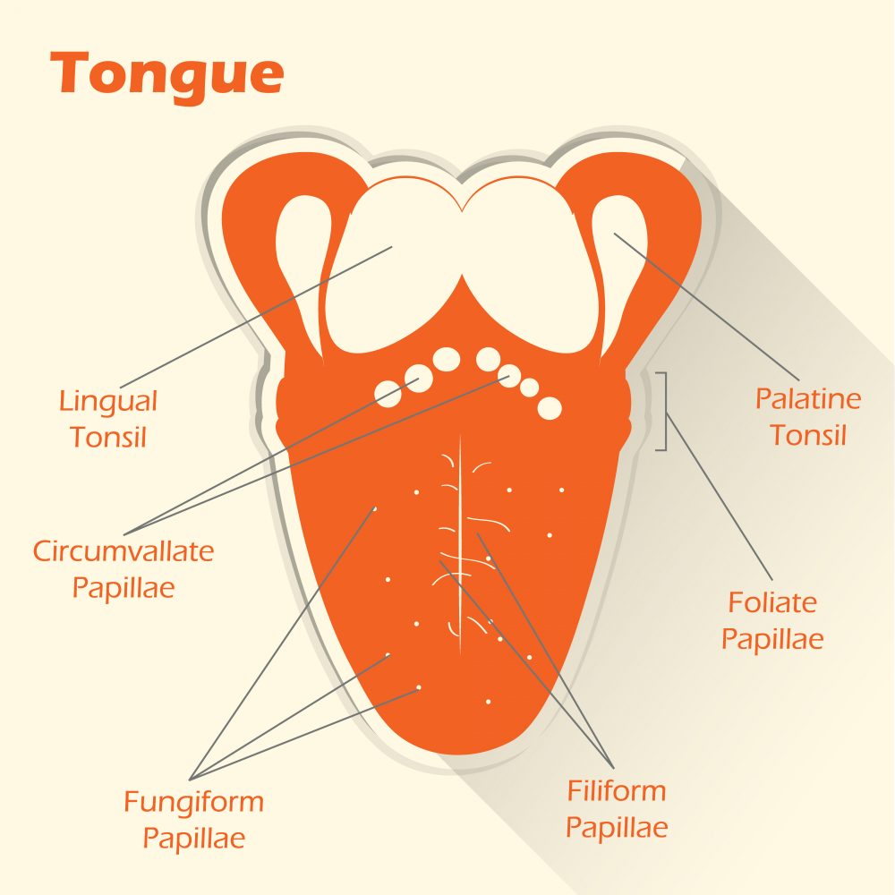 This Diagram Shows The Structure Of The Tongue And Di - vrogue.co