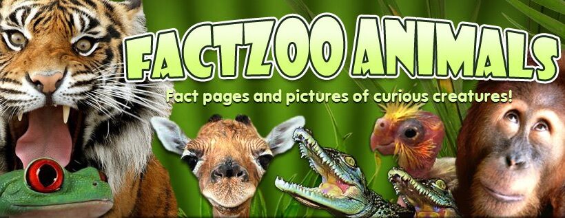 FactZoo.com