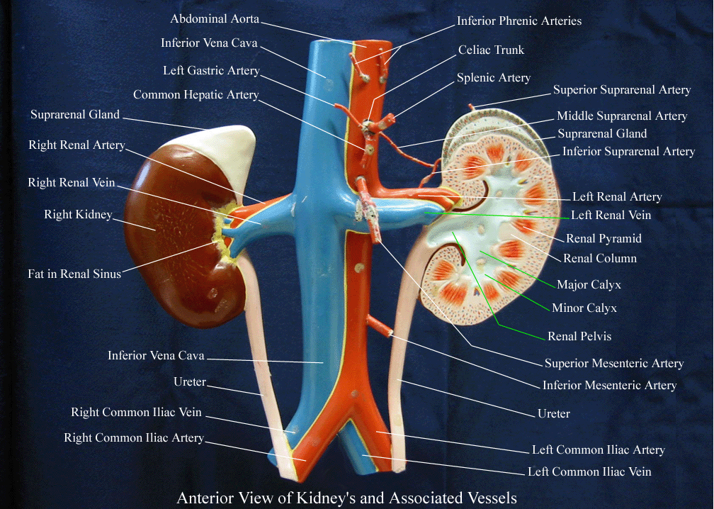 Kidney Blood Vessels Anatomy