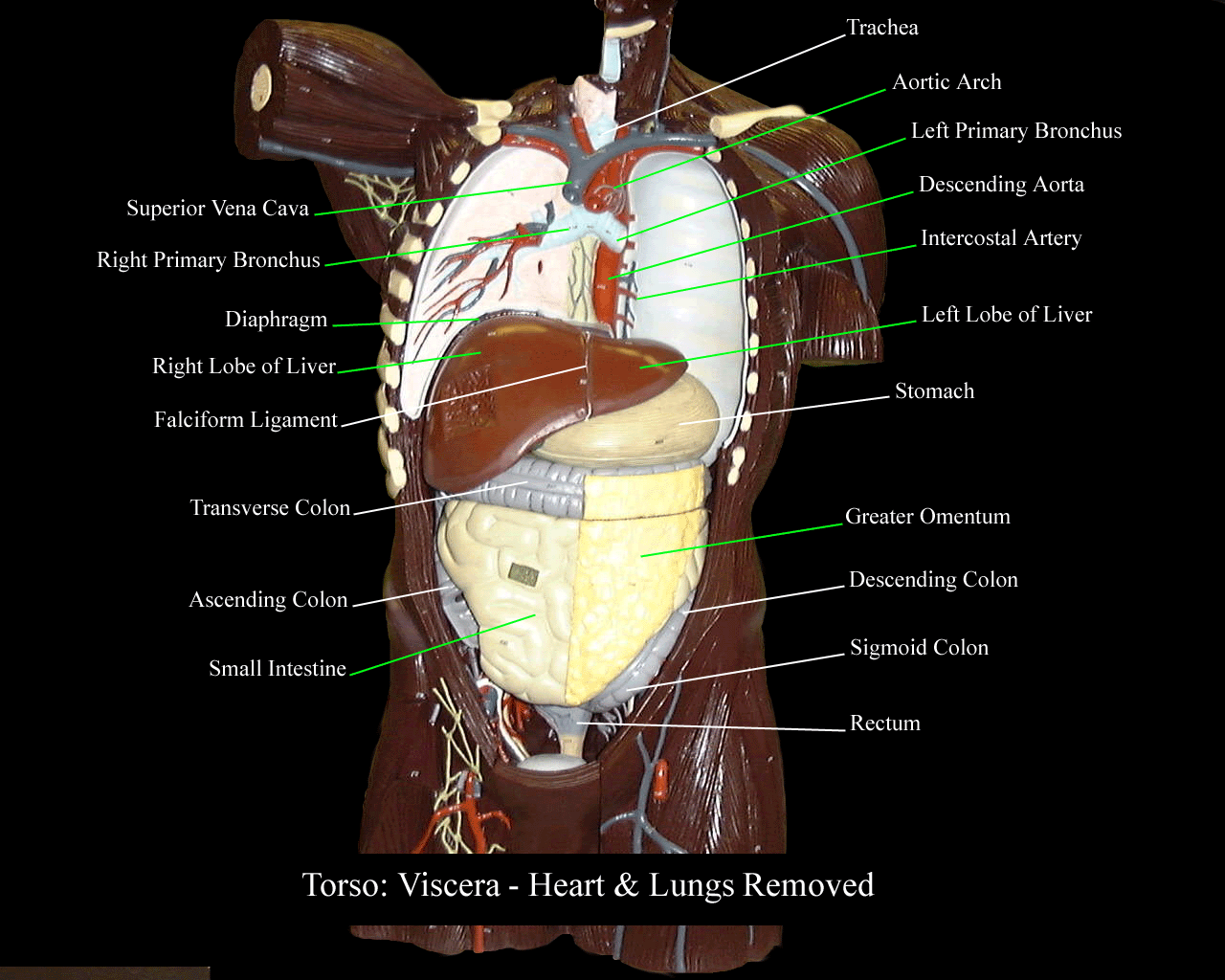 Vivid Organs Digestive System Human Torso Model View - vrogue.co