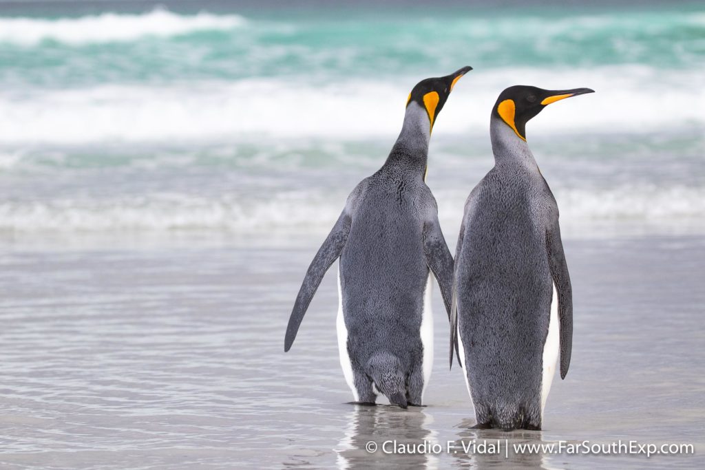 explorando las islas malvinas