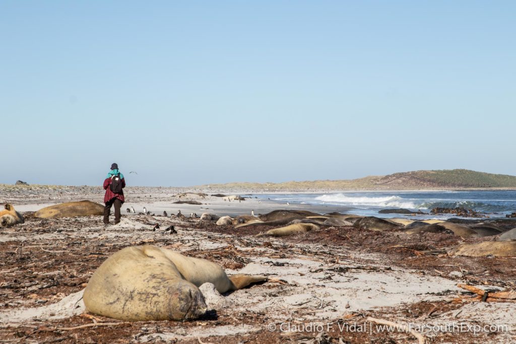 falkland islands wildlife