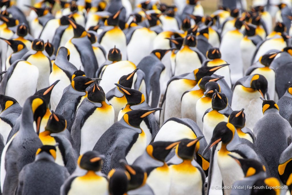 Falkland Islands photo tour