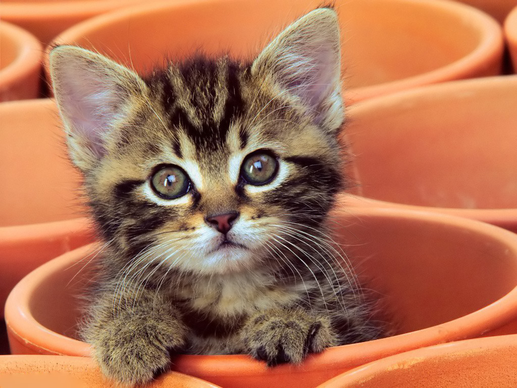 baby kitten, cat and curious kitten