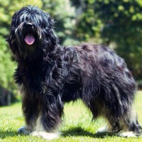 Portuguese Sheepdog