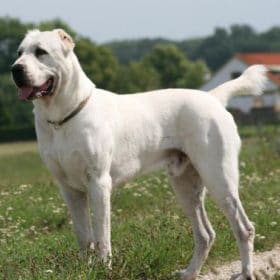 Central Asian Shepherd Dog