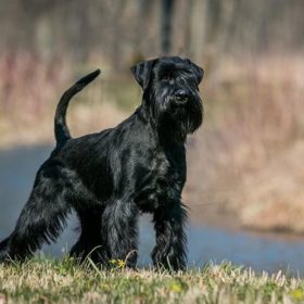 Standard Schnauzer