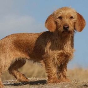 Basset Fauve de Bretagne